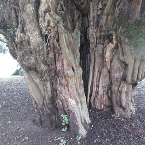 Veteran and Woodland Management