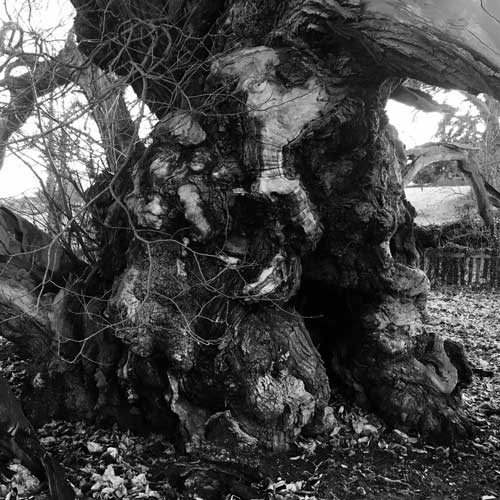 Veteran and Woodland Management