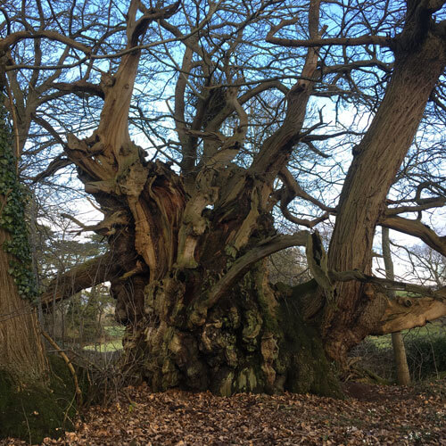 Veteran and Woodland Management