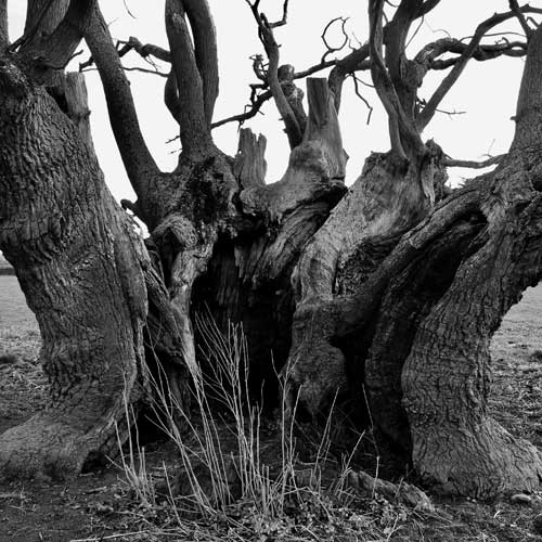 Veteran and Woodland Management