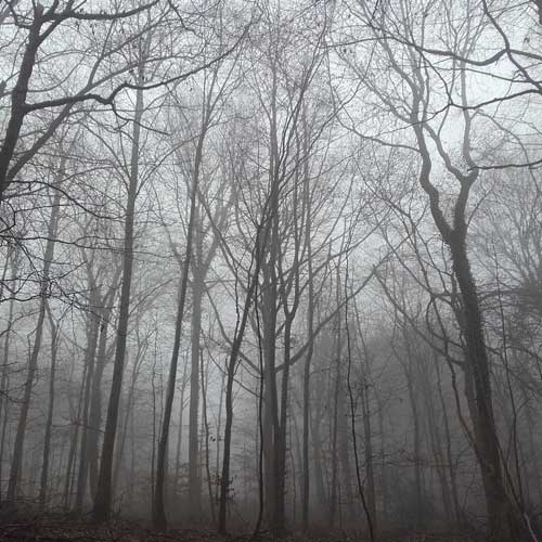 Veteran and Woodland Management