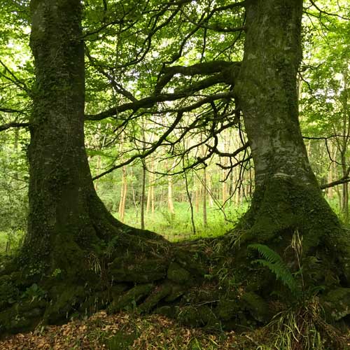 Veteran and Woodland Management